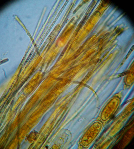 Nel  Regno  della  Jurana